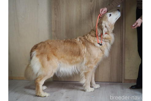 販売中のゴールデンレトリーバーの親犬